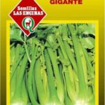 Semillas de Apio Pascal