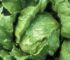 Semillas de Lechuga Salinas 100 Grs
