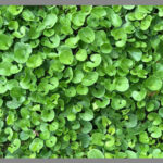 Semilla de Dichondra Repens 1KILO