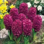 Bulbo de Gladiolo Jacinto Woodstock