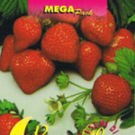 Semillas De Fresas Trepadoras