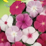 Semillas De Vinca Rosa