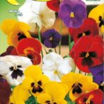 Semillas De Pensamiento Gigante Suizo Mix