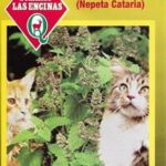 Semillas de Hierba del Gato