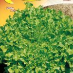 Semillas De Lechuga Salad Bowl