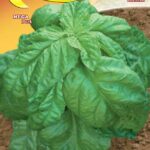 Semillas De Albahaca Hoja De Lechuga