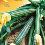 Semillas De Zapallo Estriado De Nápoles