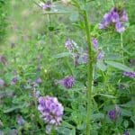 Semilla Alfalfa Aquarius Saco de 25 Kilos 