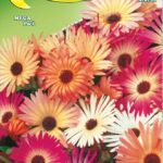 Semillas De Tapiz Mágico