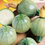 Semillas De Zapallo Redondo Claro De Toscana