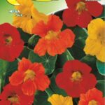 Semillas De Capuchina Media Alta Mix