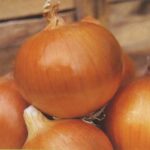 Semillas de Cebolla Valenciana Oro 100 Grs