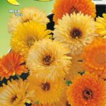 Semillas De Calendula Gigante Doble Mix