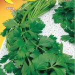 Semillas De Perejil Gigante De Italia