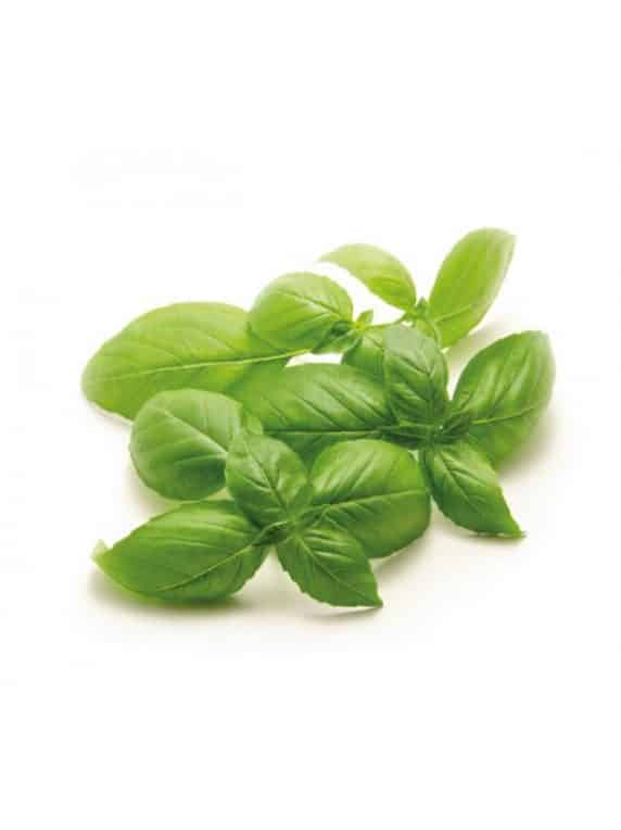 Albahaca Hoja Ancha 500 Grs