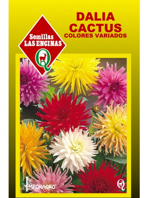 Dalia Cactus