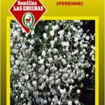 Ilusión Blanca, De Los Floristas