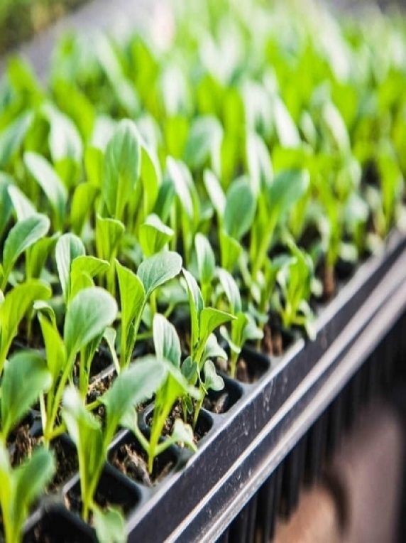 Almácigo de 200 Plantitas Germinadas