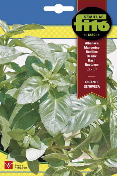 Semillas Fitó Albahaca Gigante Genovesa