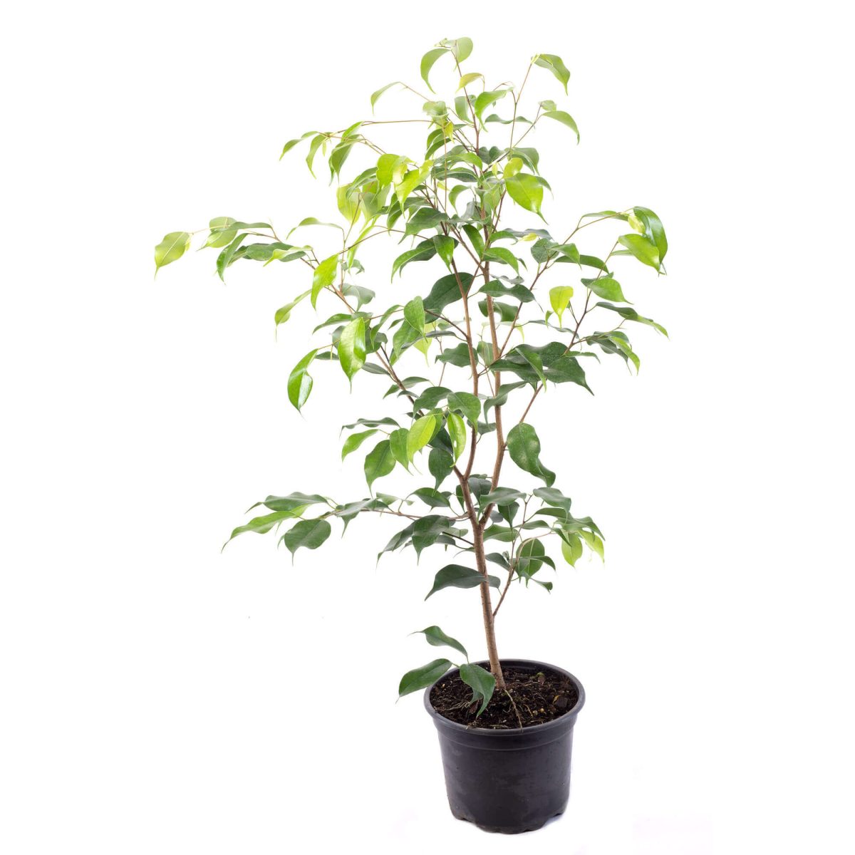 Ficus Benjamina Planta de Interior