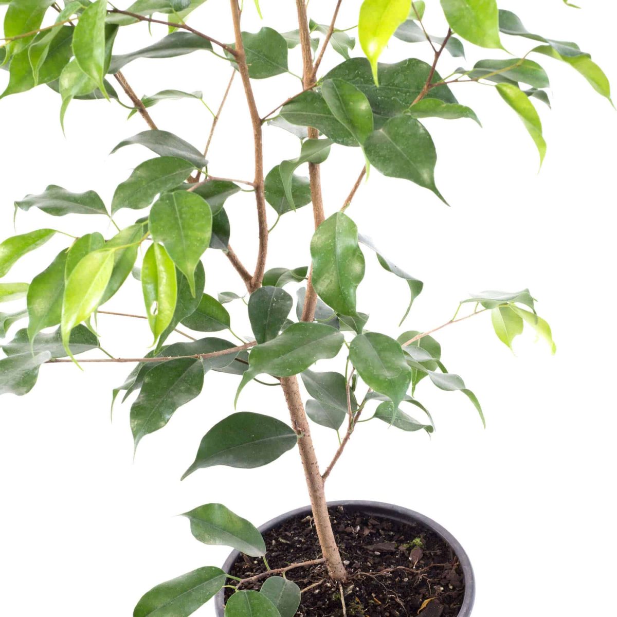 Ficus Benjamina Planta de Interior