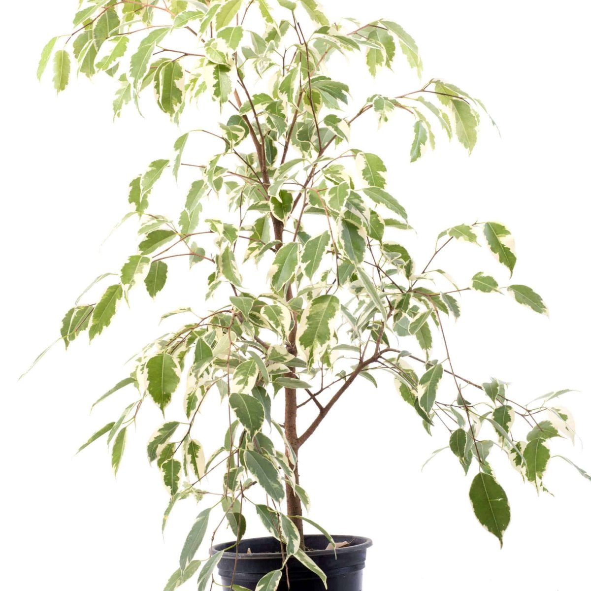 Ficus Variegado Planta de Interior