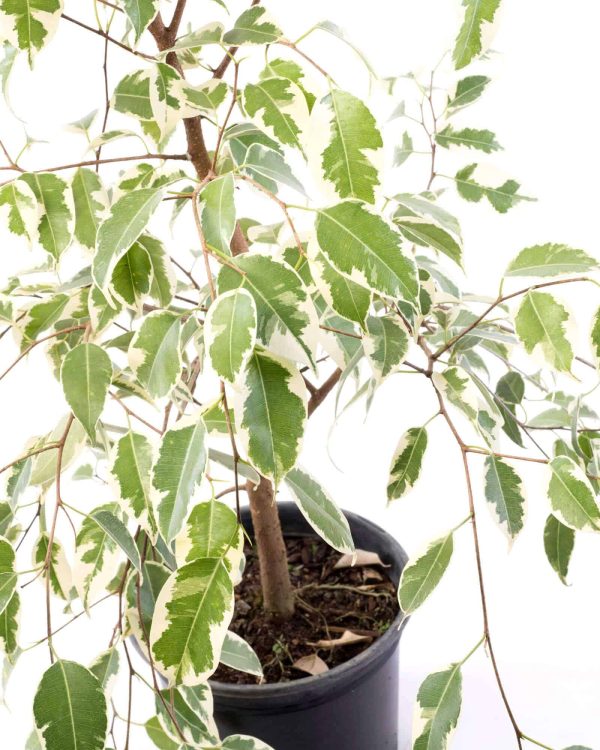 Ficus Variegado