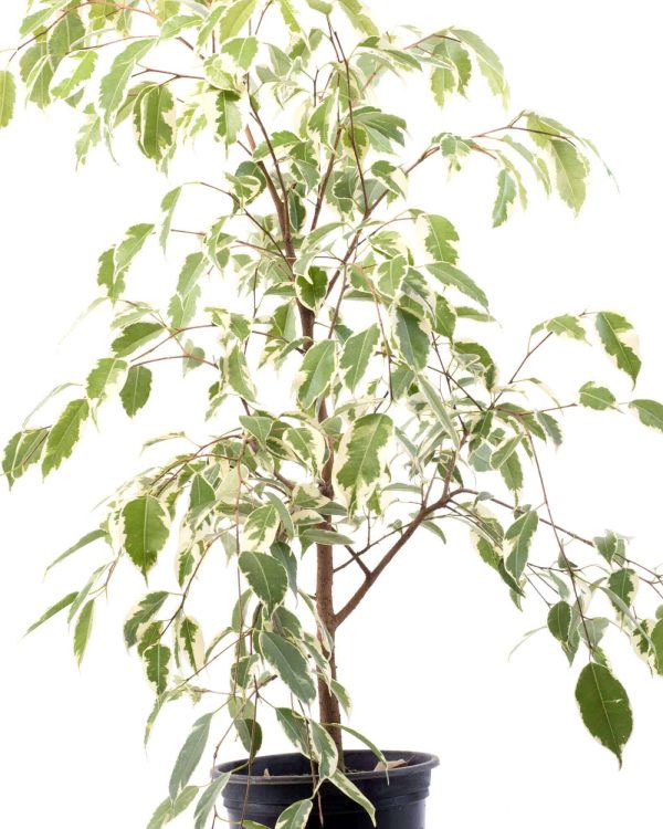 Ficus Variegado Planta de Interior