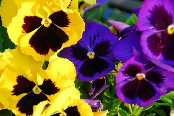 Flor Pensamiento Planta para Exterior de Colores Variados