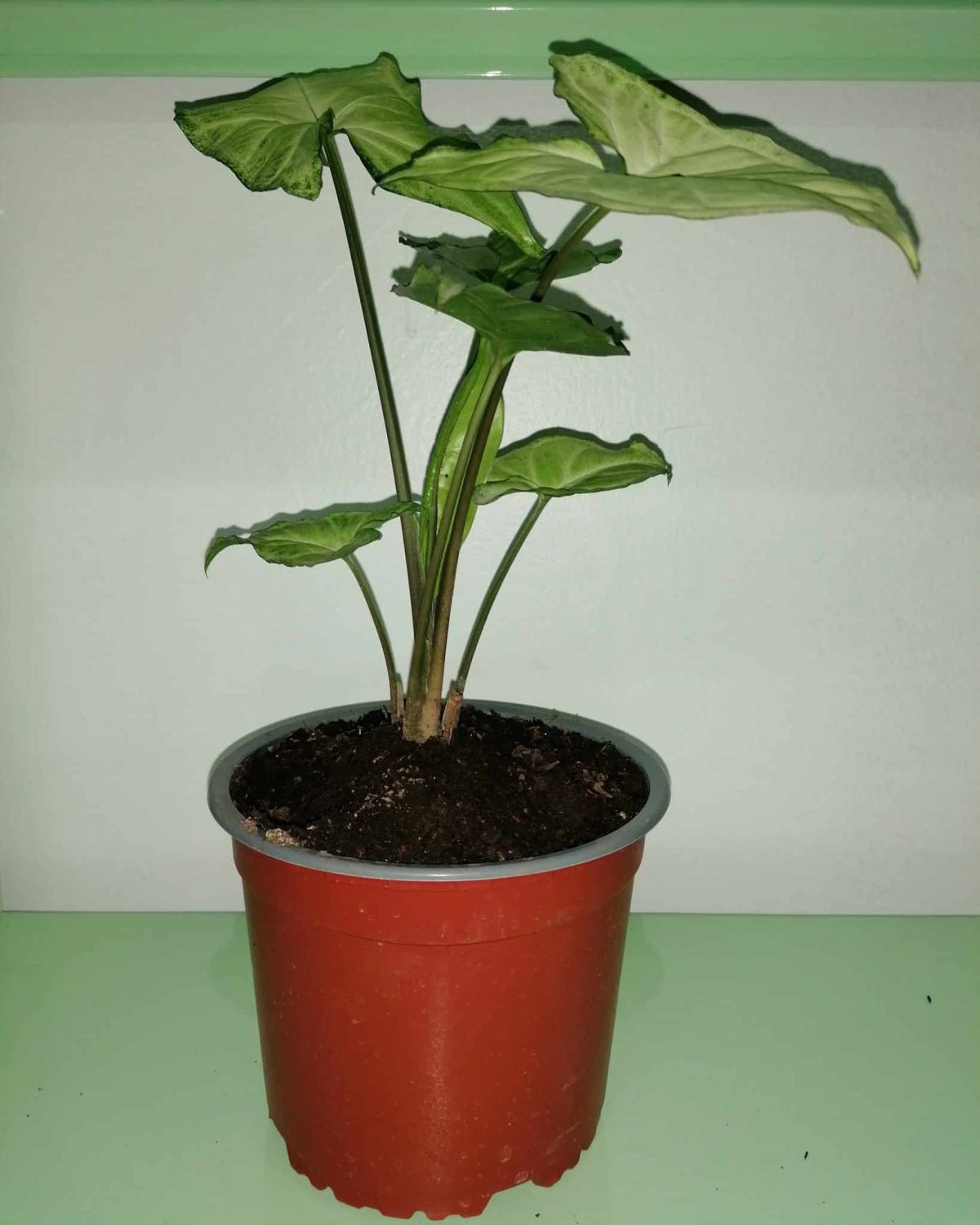 Syngonium Plateado Planta de Interior