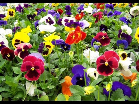 Flor Pensamiento Planta para Exterior de Colores Variados