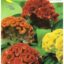 Celosia Cresta Di Gallo Nana Mix