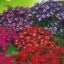 Cineraria Ibrida Grandiflora Mix