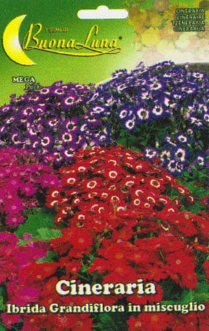 Cineraria Ibrida Grandiflora Mix