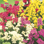 Semillas De Statice Alto Mix