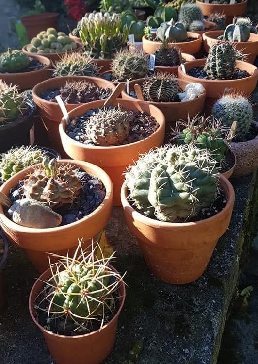 Planta de Cactus a elección 1 unidad