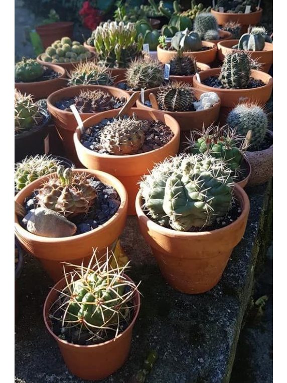 Planta de Cactus a elección 1 unidad
