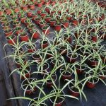 Planta Interior Cinta o Malamadre