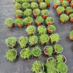 Planta Musgo cama de novia o Soleirolia