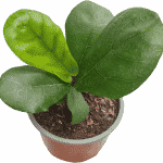 Ficus Lyrata