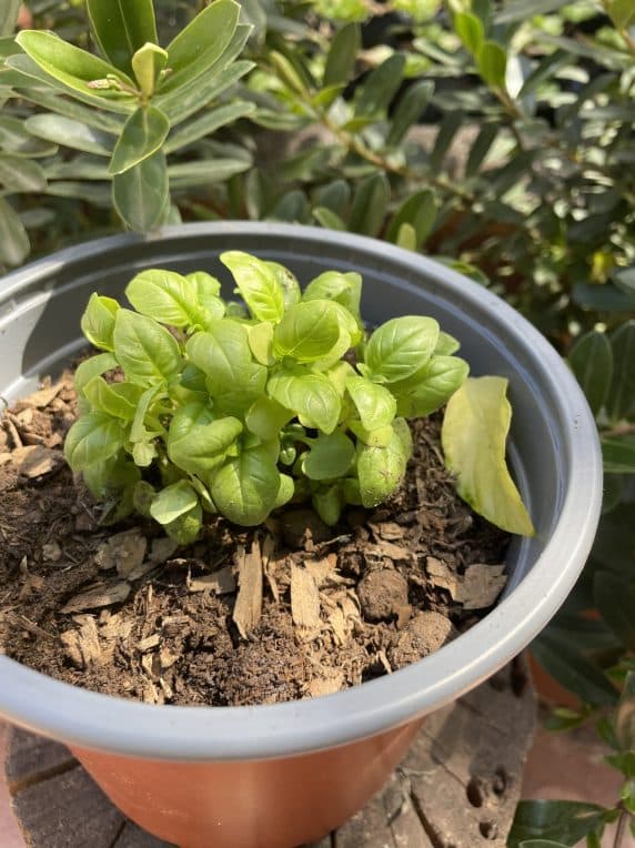 Planta de Albahaca en Macetero de 15cm