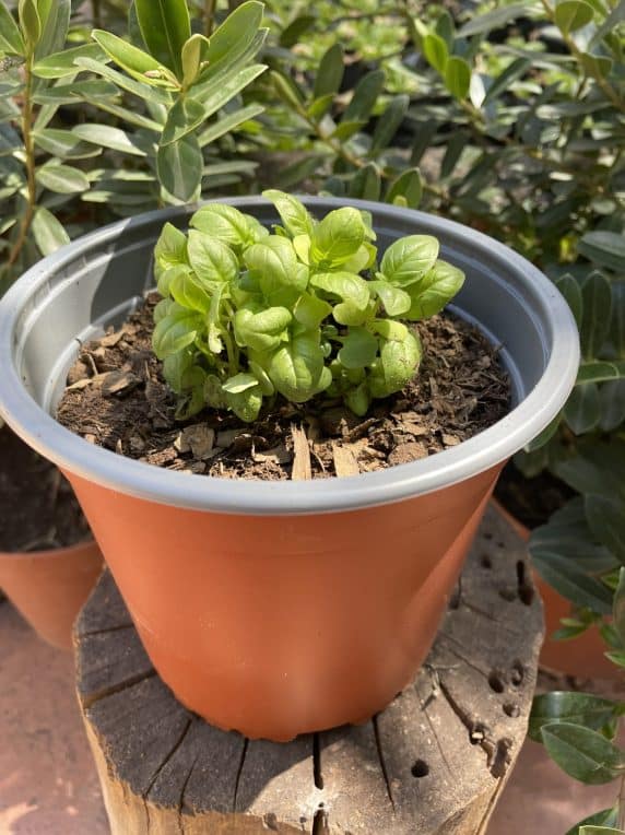 Planta de Albahaca en Macetero de 15cm