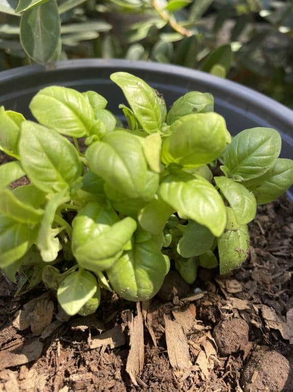 Planta de Albahaca en Macetero de 15cm