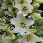Bulbo de Lilium Blanco