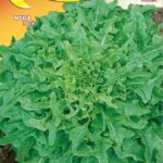 Semillas De Lechuga Cataluña