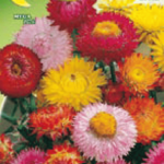 Semillas De Inmortal Doble Mix