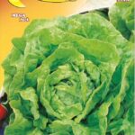 Semillas De Lechuga De Verano Kagran 3