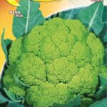 Semillas De Coliflor Verde De Macerata