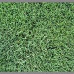 Semilla Festuca Rubra Creeping Dipper 15 Kilos