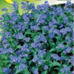 Semillas De No Me Olvides Miosotis Mix